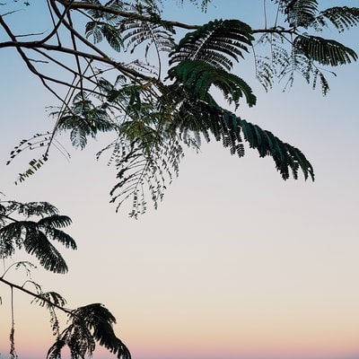 日落时的绿色棕榈树